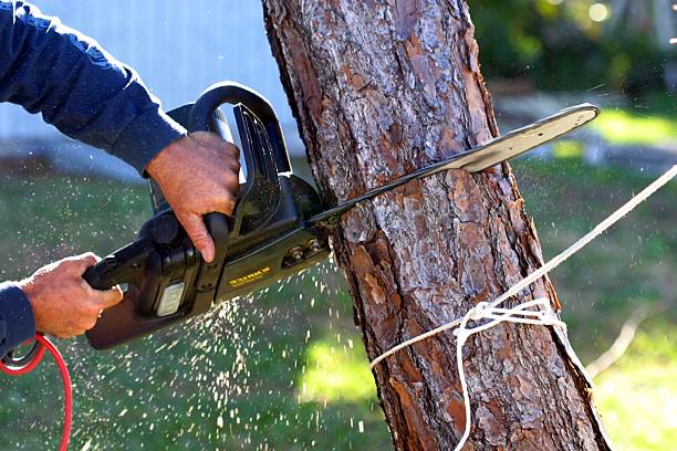 How Our Tree Care Process Works  in  Spring Valley, CA