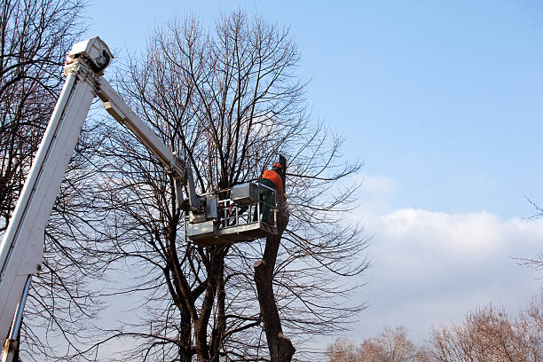  Spring Valley, CA Tree Services Pros